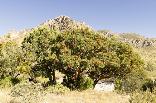 guadalupe mountains national park us usa texas west western southwest outdoor landscape madrone botanical ttree desert