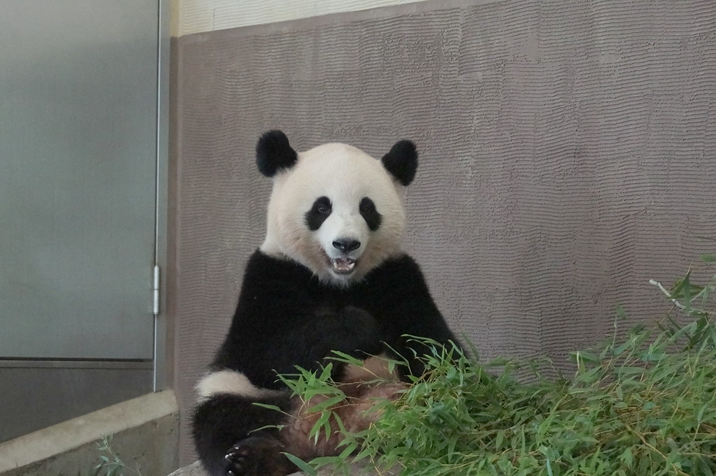 2-year-old Ouhin (桜浜) 2017-09-24