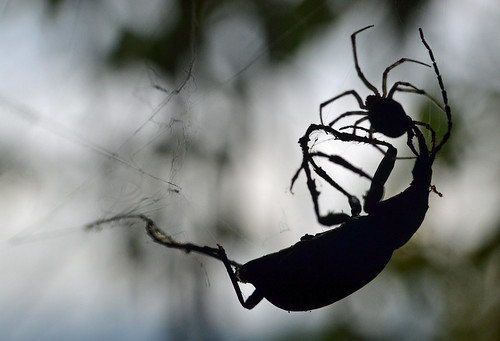 bergamo spider web beetle macro raynox castle silhouette backlit backlight