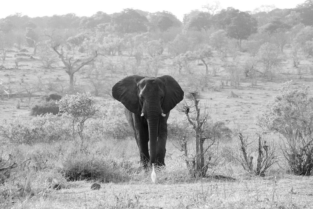 Ботсвана. Ботсвана Ливия. Run, Elephant, Run.