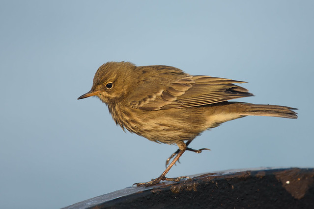 A Eurasian Rock Pipit (Anthus petrosus) was found on board for several days