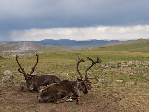 mongolia tsaatanpeople khövsgöllake reindeerherder dukhans reindeer zuulun khuvsgul mongolië mn