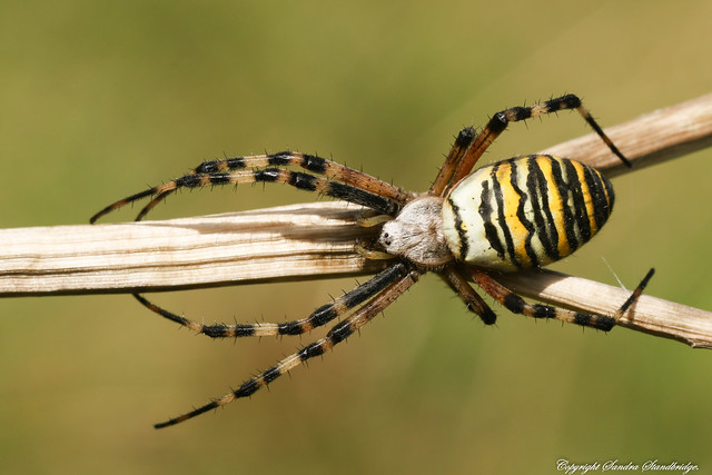 Wasp Spider (Argiope bruennichi) 2017. Look into my eyes.