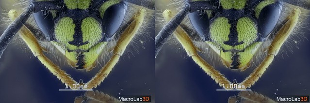 Common Wasp, CrossView(CrossEye) 3D, video screengrab.