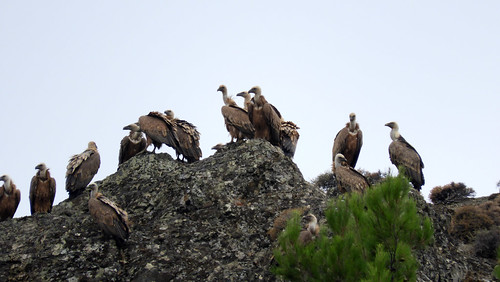 Kreta 2017 462 Vale gieren / Griffon vultures