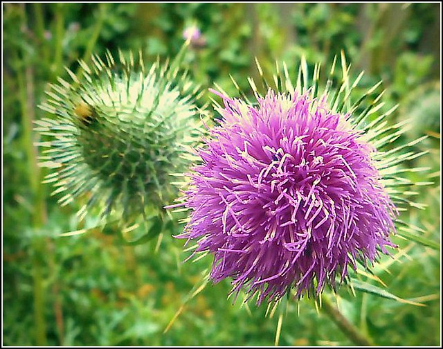 Two Thistle Flowers ...