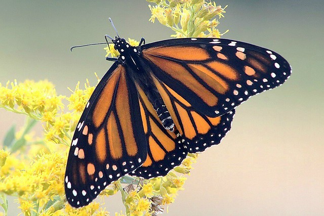 Monarch Butterfly 294 - Danaus Plexippus