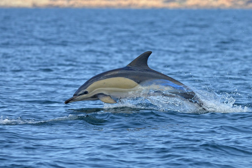 Delphinus delphis | Short-beaked common dolphin in Portugal | Alexandre  Roux | Flickr