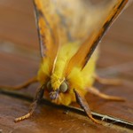 Canary-shouldered thorn
