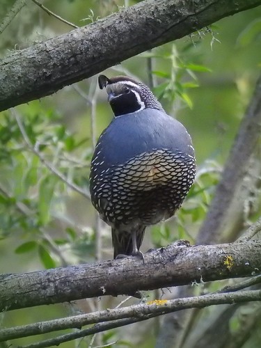 California Quail - male | by njohn209