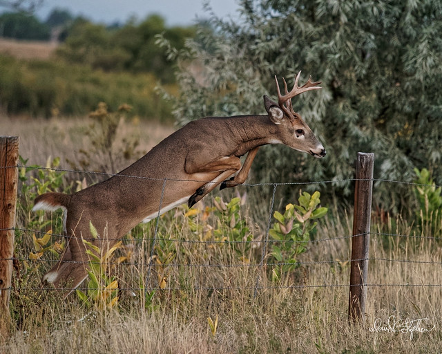 Young Buck Jumps Fence - 3 of 19