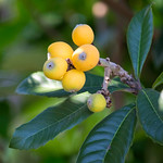 Loquat Fruit, Eriobotrya japonica