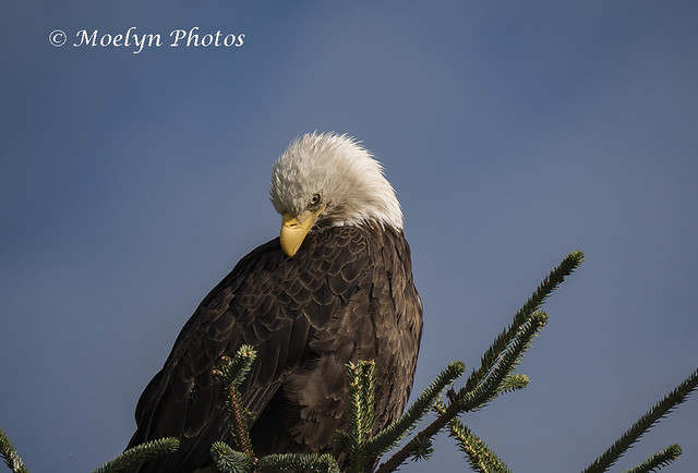 Bald Eagle in Gustavus-  Southeast AK