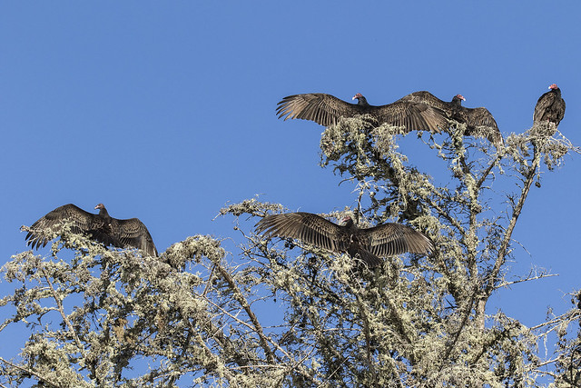 Turkey Vultures Airing Out Among the Lichens