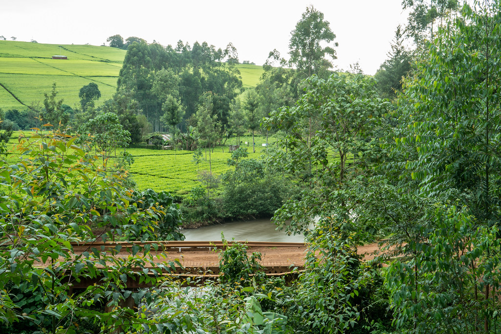 A river running through the Mau Forest and a tea field.