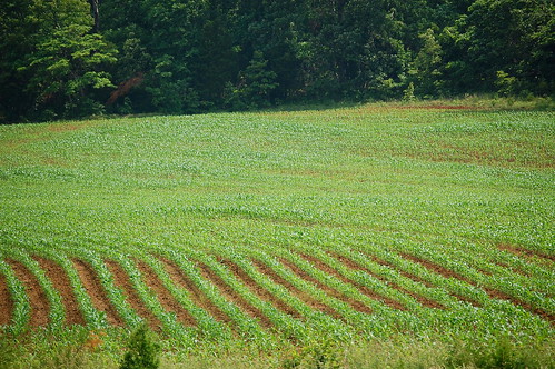 cornfield agriculture rural bluegrassstate caldwellcounty kentucky field crops