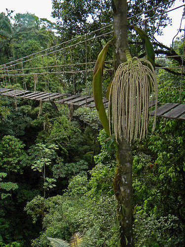 Palm tree with seeds in Hanging Bridges, trails through the jungle of Costa Rica