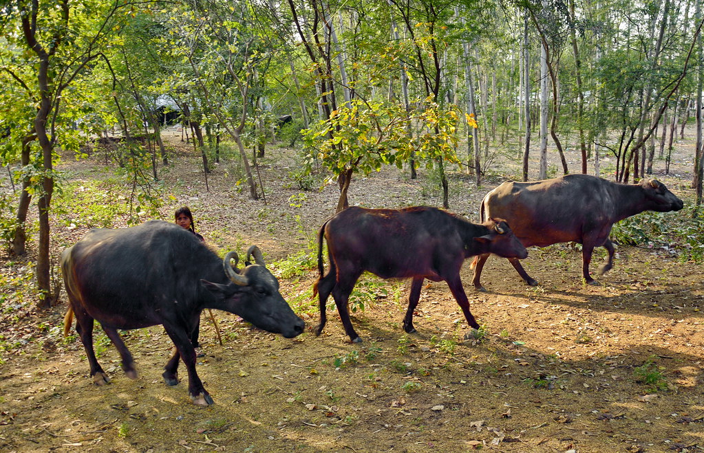 India - Uttar Pradesh - Agra - Water Buffalo | The water buf… | Flickr