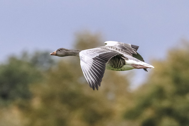 flying greylag