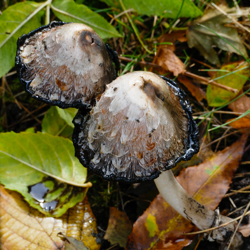 Shaggy inkcap, half deliquesced