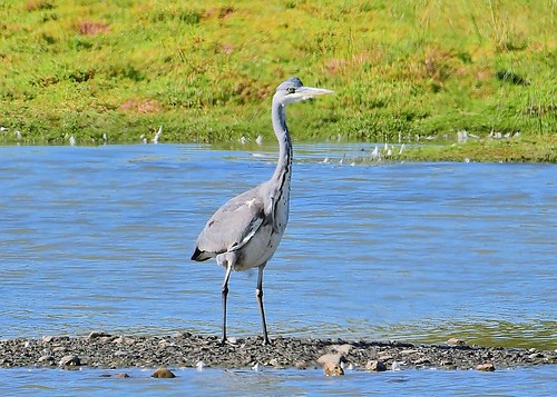 ©allrightsreserved bird heron water outdoor lake grass dof stones bokeh wild