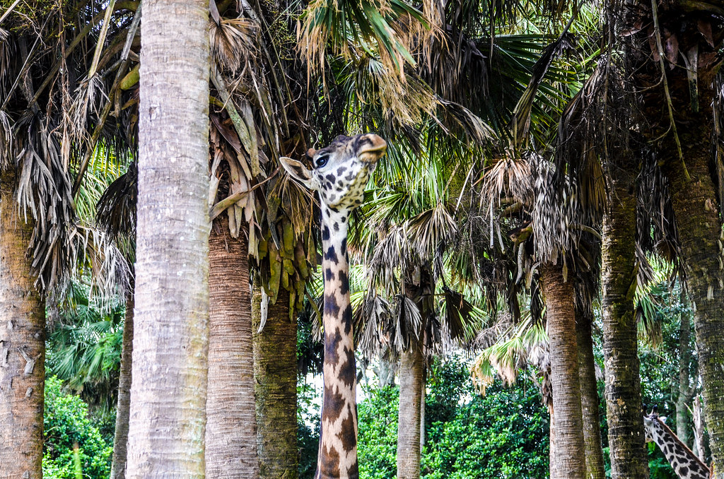 Giraffe or tree WAT AK
