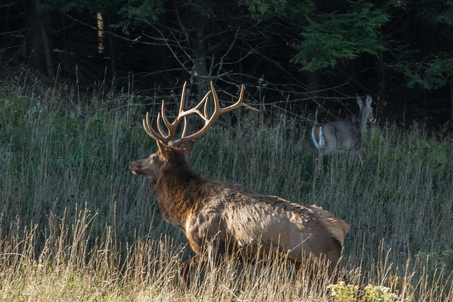 Bull Elk with a White-tailed Deer