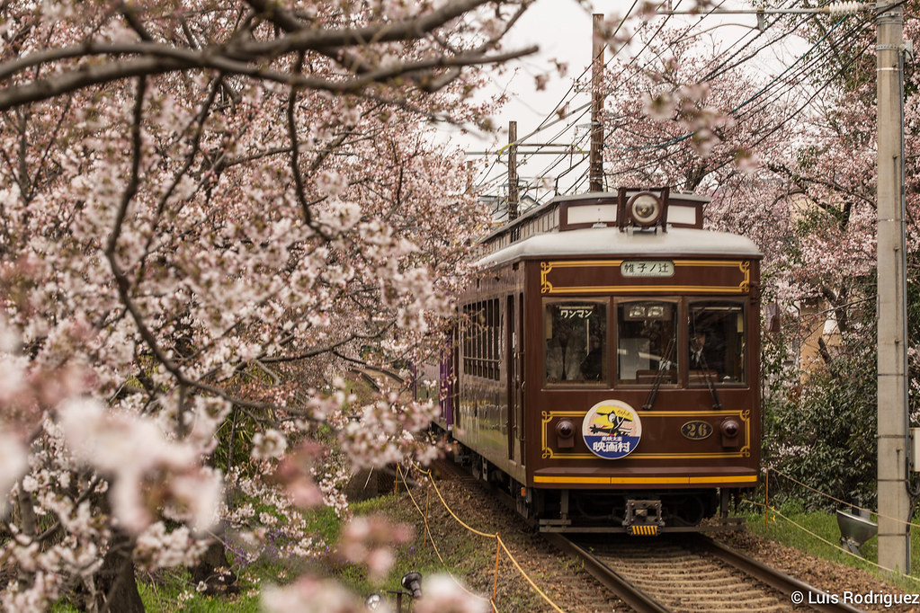 Flores de cerezo o sakura en Kioto
