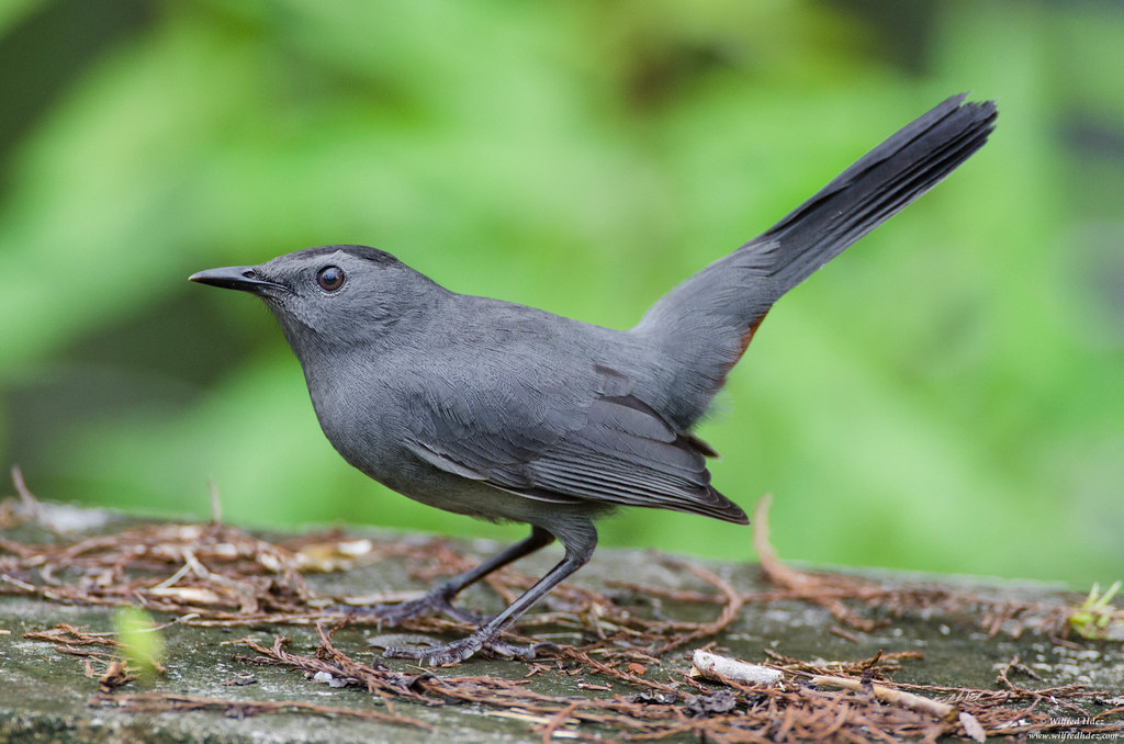 Gray Catbird