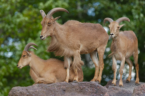 ammotragus lervia caprid goat antelope mane horns animal wildlife rocks mountain