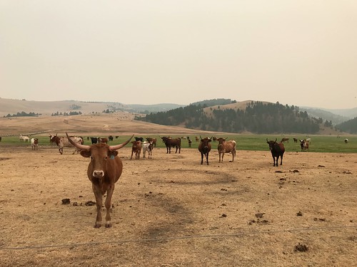 ranch montana ranchattherockcreek us travel farm animals horses