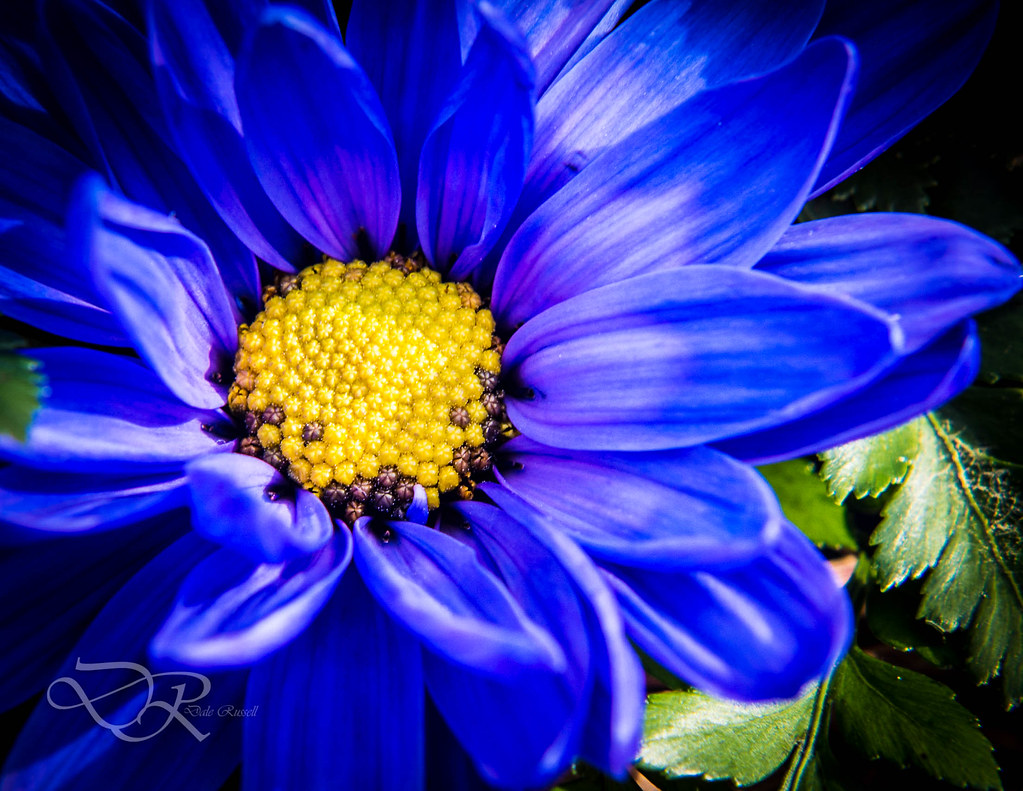 Blue Bloom | Close up of an Easter flower | Dale Russell | Flickr