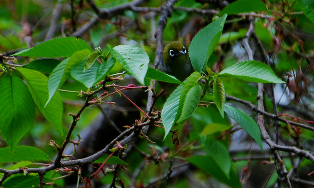 Waxeye at Riddiford park in Lower Hutt.