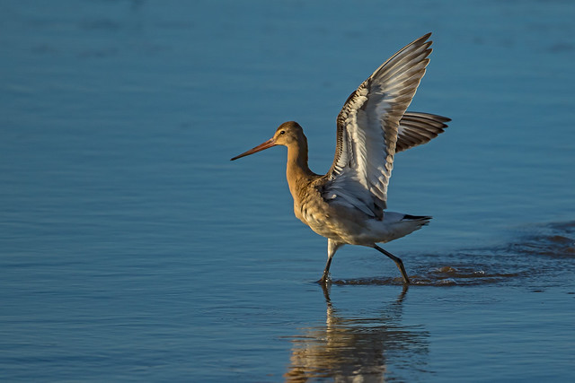 Black tailed godwit - Beauty in all sizes