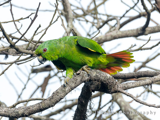 Scaly-Naped Parrot, El Dorado Reserva Natural, Sierra Nevada de Santa Marta, Colombia