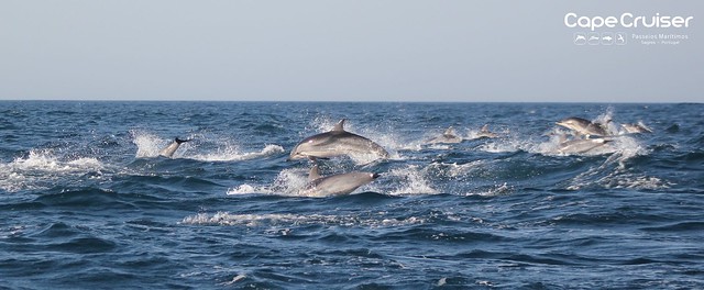 Golfinho-riscado - Striped Dolphin (Stenella cueruleoalba)