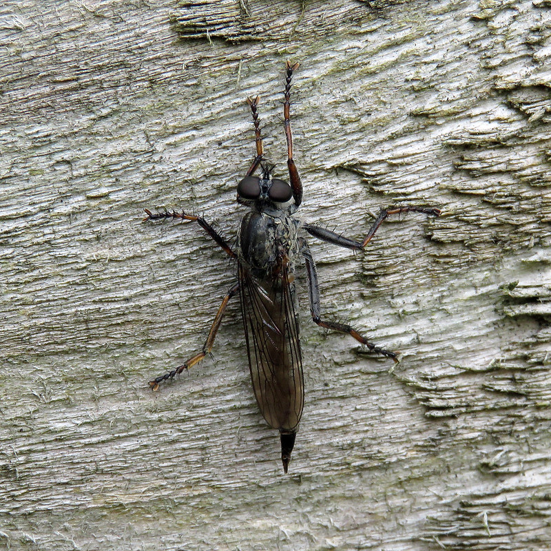 Kite-tailed Robberfly - Machimus atricapillus