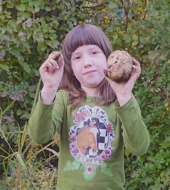 Lotti with the smallest and the biggest potato from the harvest autumn 2017 / Im Garten: Lottchen mit dem größten und dem kleinsten Erdäpfel / Kartoffel der Ernte Herbst 2017
