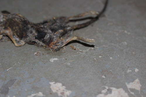 A dessicated mouse on a concrete floor with a clothes moth next to it.