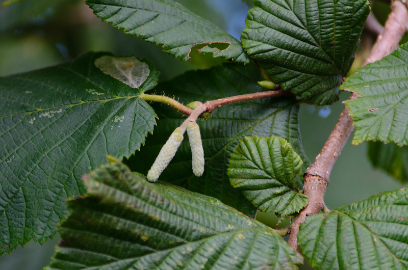 Hazel catkins, mid-September