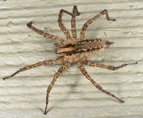 spider grassspider agelenopsis