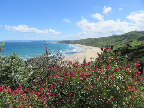 outdoor beach makarori flower panorama ocean sand hill tree gisborne newzealand