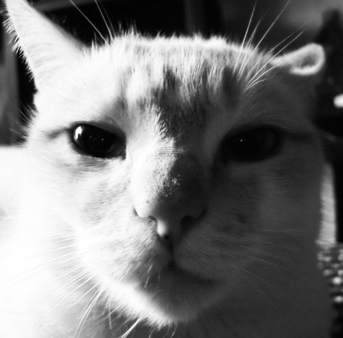 Blanche | by marie-christine 24
