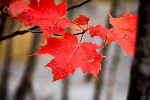 Fall | by jorgegomez23