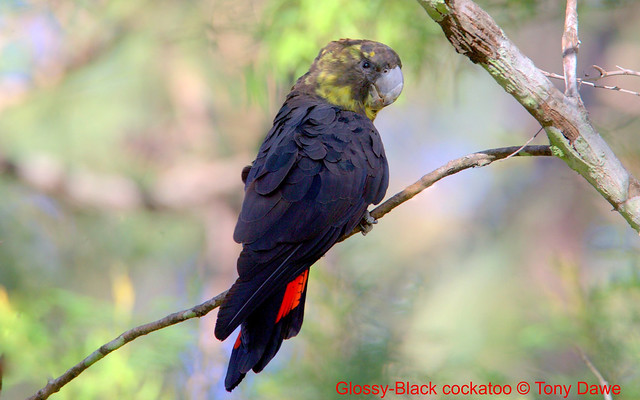 Glossy-Black cockatoo-Calyptorhynchus Lathami