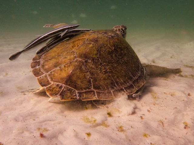 Green Sea Turtle: Right Full Flipper