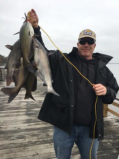 Photo of a man on a dock holding several catfish he caught
