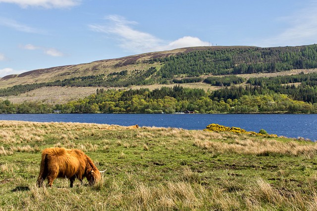 Loch Venachar & highland cow [Scotland]