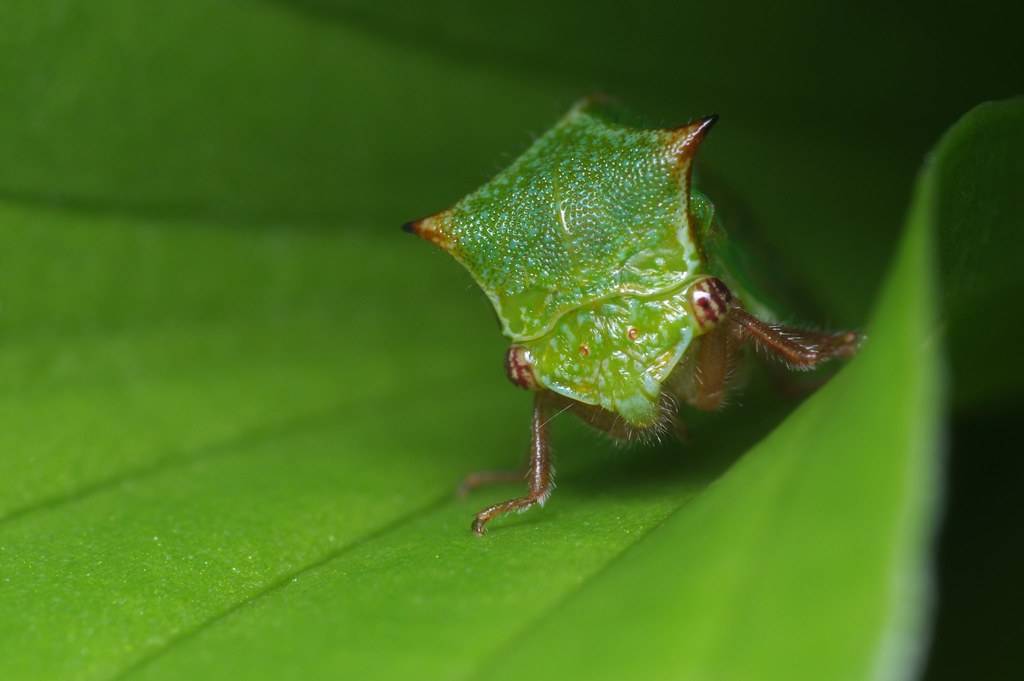 Red Tree Hopper Treehopper Encounter (#1) | Spotted in Sutton, Quebec, Canad… | Flickr
