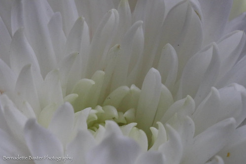 BBP-0357 | by Bernadette Baxter